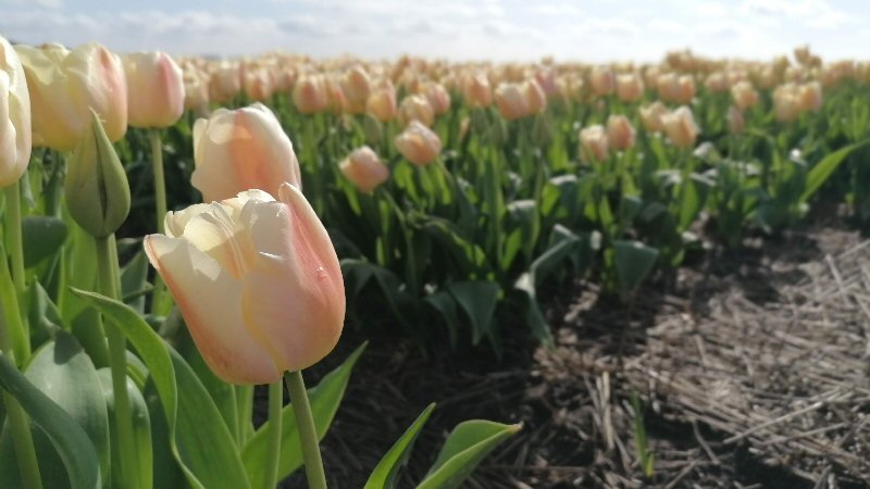 Prachtige Dag Voor Wandeling Tussen Bloemen - Noordkop Centraal